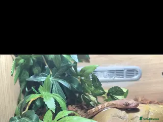 Python Snake reptiles Ronnie the retic python - Advert 5