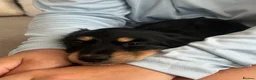 Miniature Dachshund dogs for sale: Long haired miniature dachshund puppy’s  - Advert 17