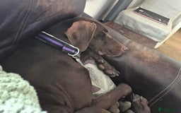 German Shorthaired Pointer dogs for adoption: Bobby is ready for his forever family!  - Image 4