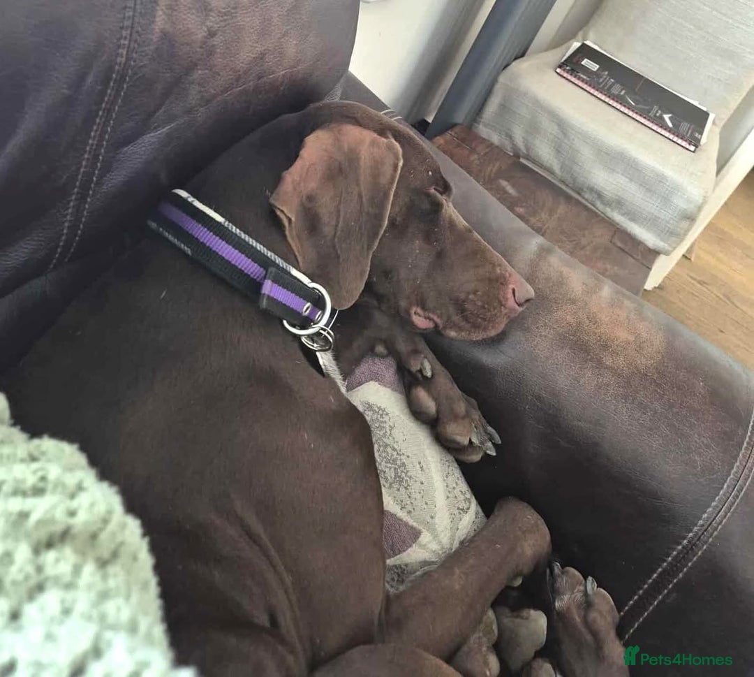 German Shorthaired Pointer dogs for adoption: Bobby is ready for his forever family!  - Image 4