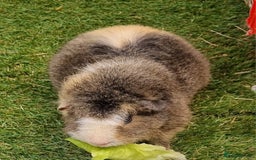 Guinea Pig rodents for sale: Male Guinea Pigs - Image 3