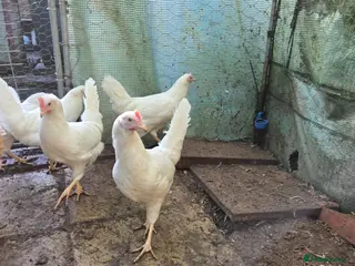 Chickens poultry Point of lay pullets Whitestars and Blackrocks - Advert 12