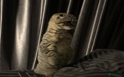 Scottish Fold cats for sale: Scottish fold male in Bedworth - Image 2