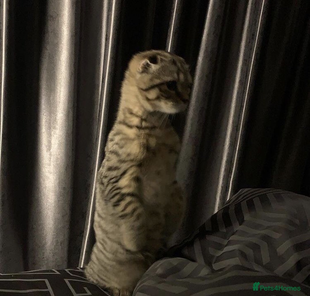 Scottish Fold cats for sale: Scottish fold male in Bedworth - Image 2