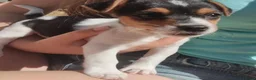 Jack Russell dogs for sale: Fast Feet, Bright Minds & Loving Hearts in Glasgow - Advert 7