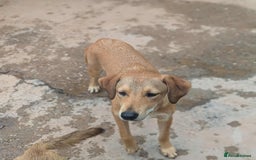 Mixed Breed dogs for adoption: Snoop needs a home with another dog! - Image 3