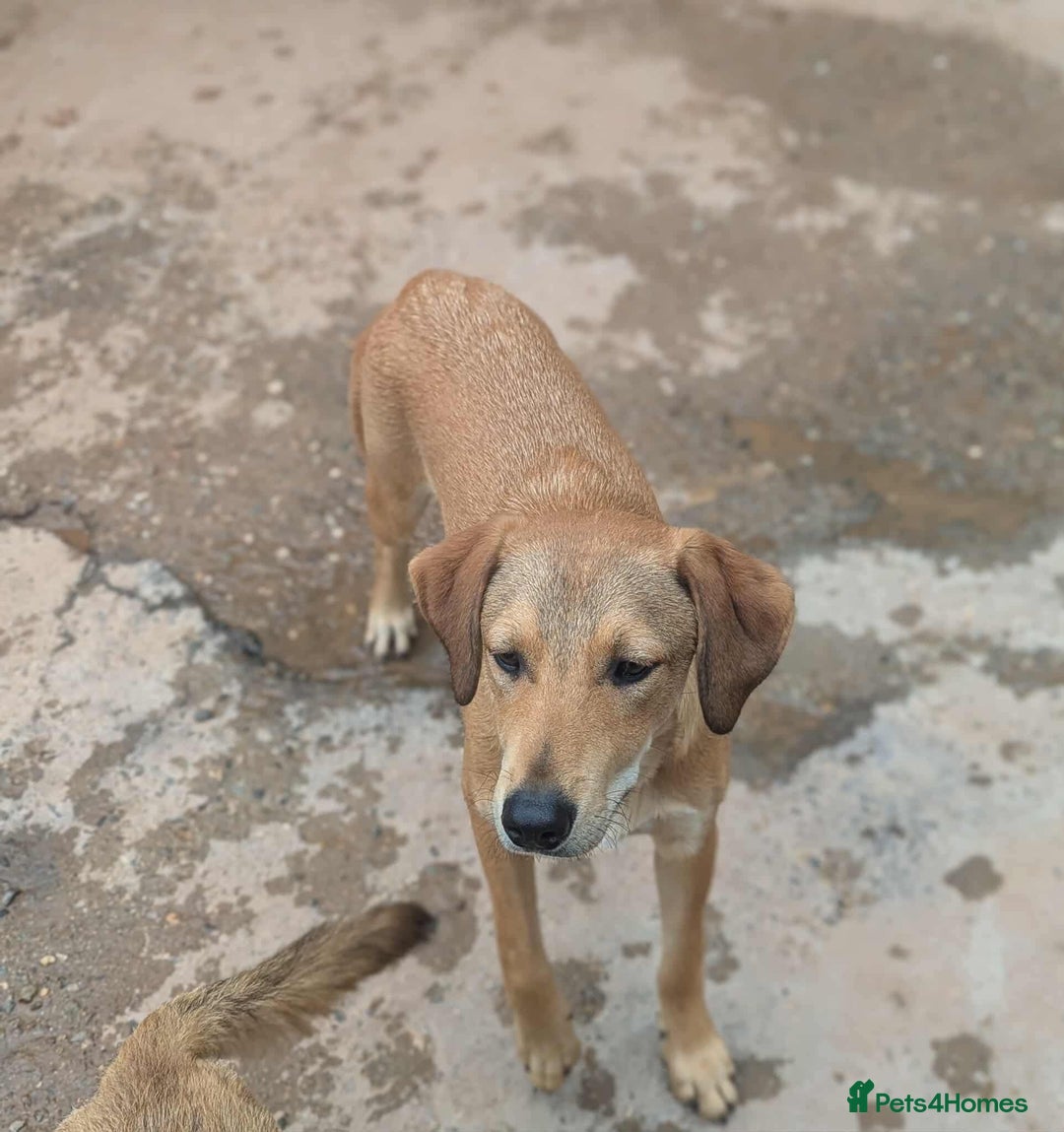 Mixed Breed dogs for adoption: Snoop needs a home with another dog! - Image 3