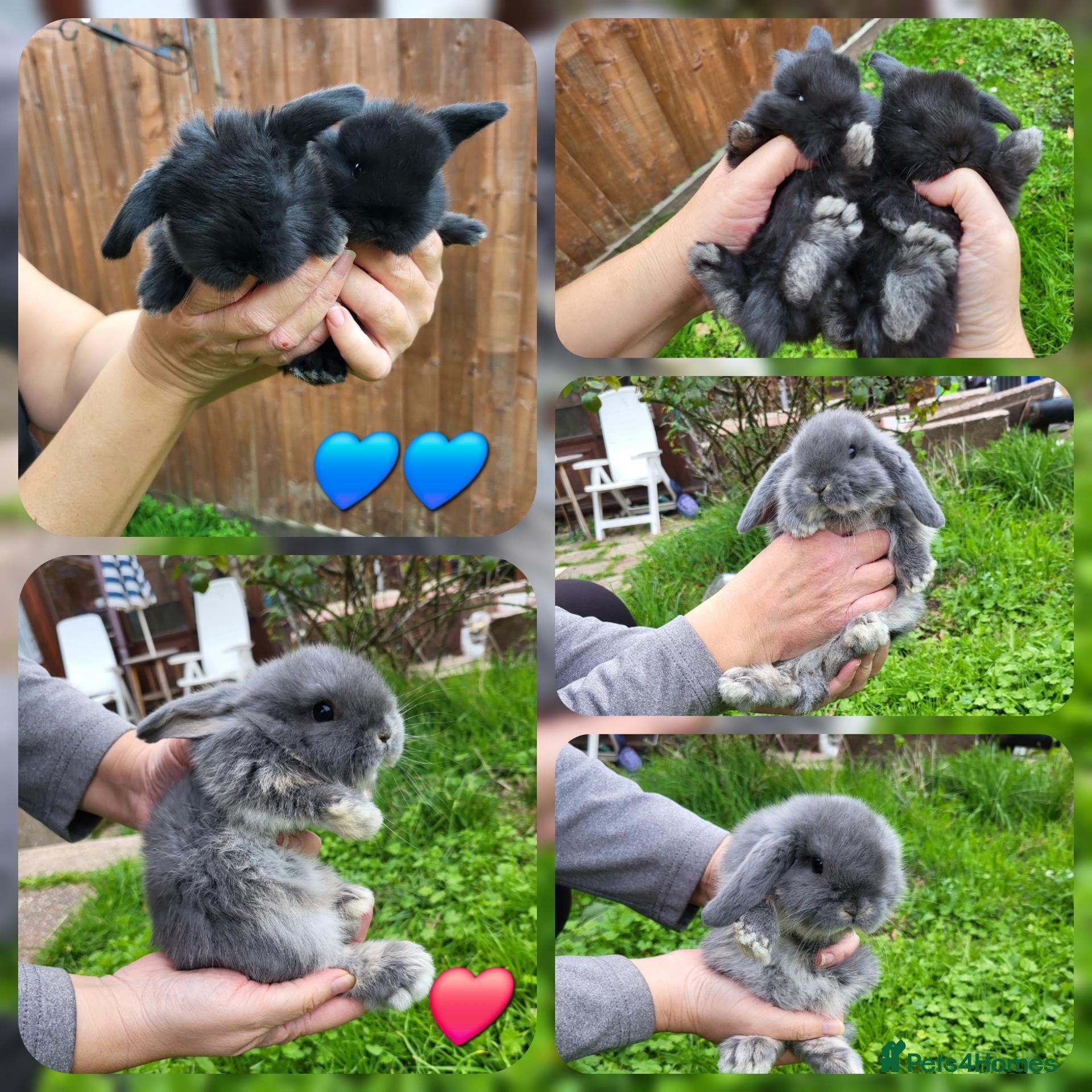 Mini Lop rabbits for sale: Beautiful mini lops - Advert 19