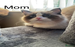 Ragdoll cats for sale: ragdoll kittens - Image 8