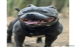 Staffordshire Bull Terrier dogs for sale: Staffordshire Bull Terrier Pups KC REGISTERED  - Image 20