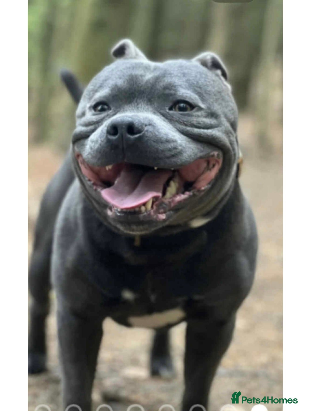 Staffordshire Bull Terrier dogs for sale: Staffordshire Bull Terrier Pups KC REGISTERED  - Image 20