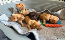 Cocker Spaniel dogs for sale: Kc reg cocker spaniels with 5 weeks insurance  - Advert 16