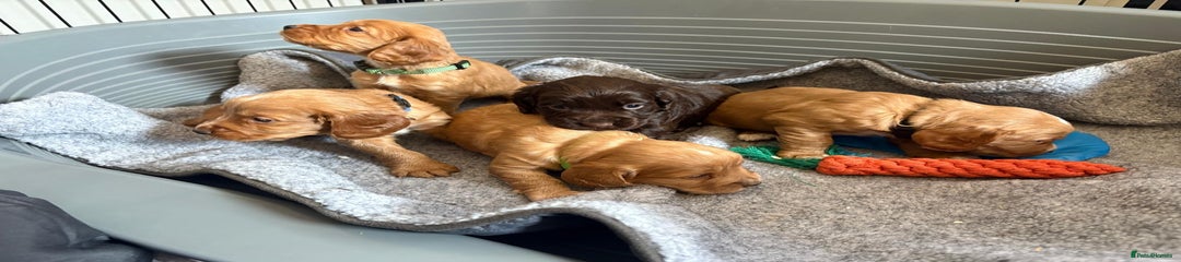 Chocolate boy blue collar