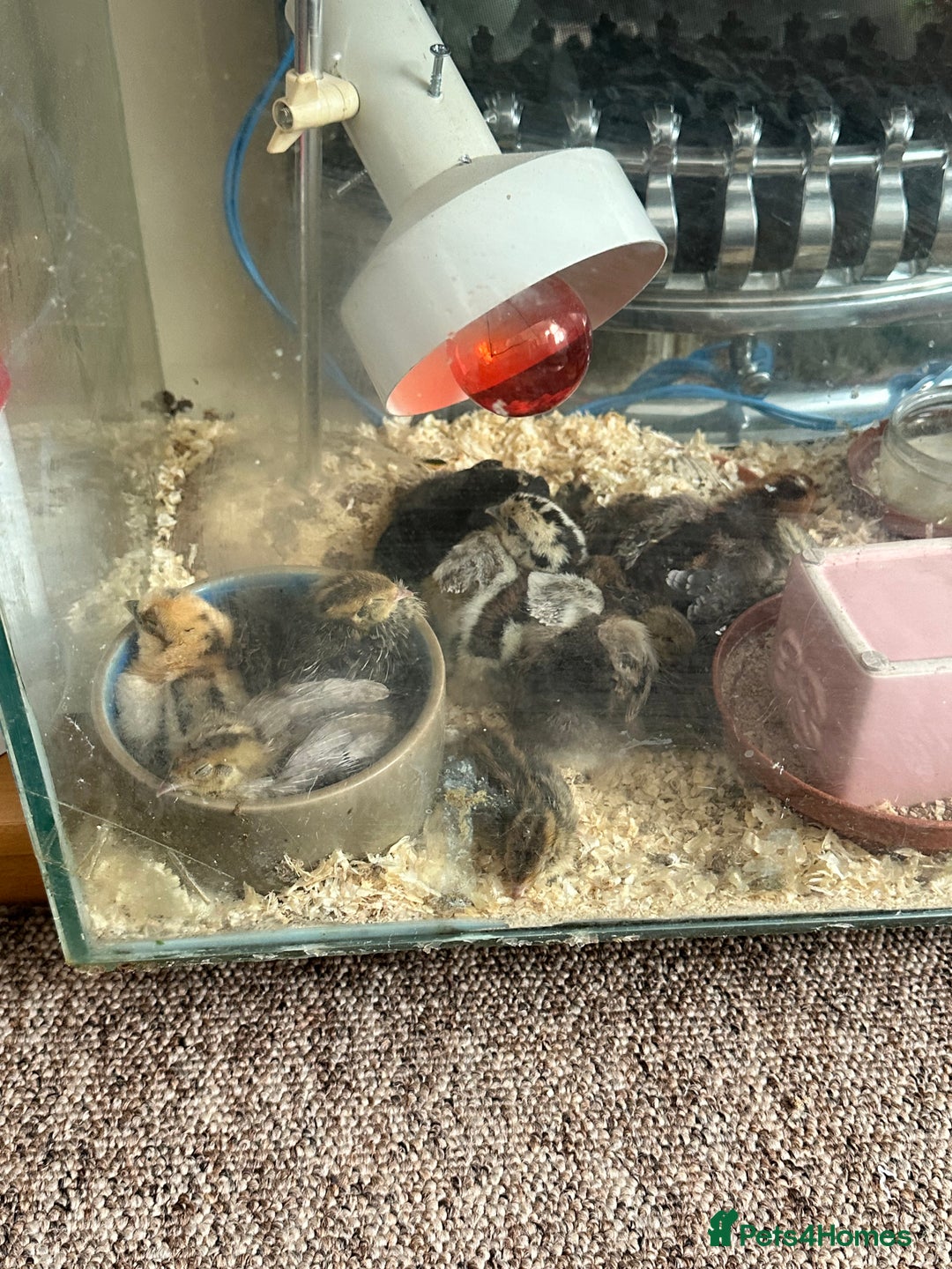Quail poultry for sale: Quail chicks - Image 2