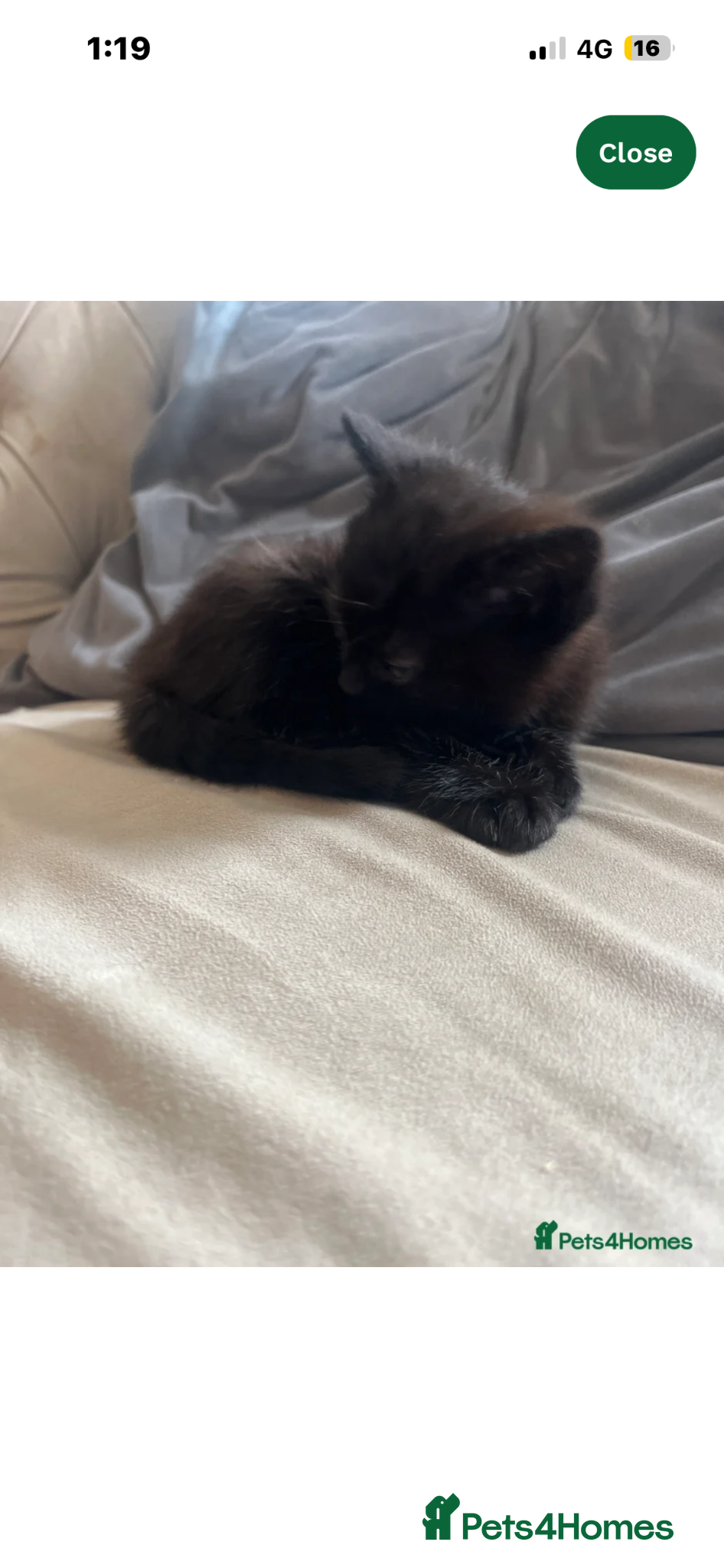 Mixed Breed cats Kitten  - Advert 6