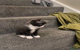 Mixed Breed cats for sale: Beautiful playful kittens  - Image 1