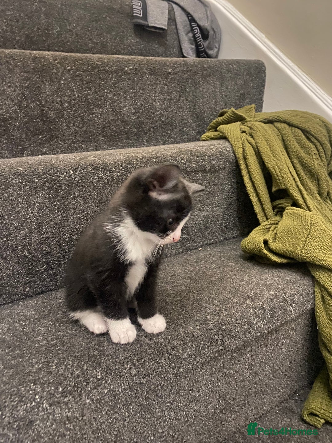 Mixed Breed cats for sale: Beautiful playful kittens  - Image 1