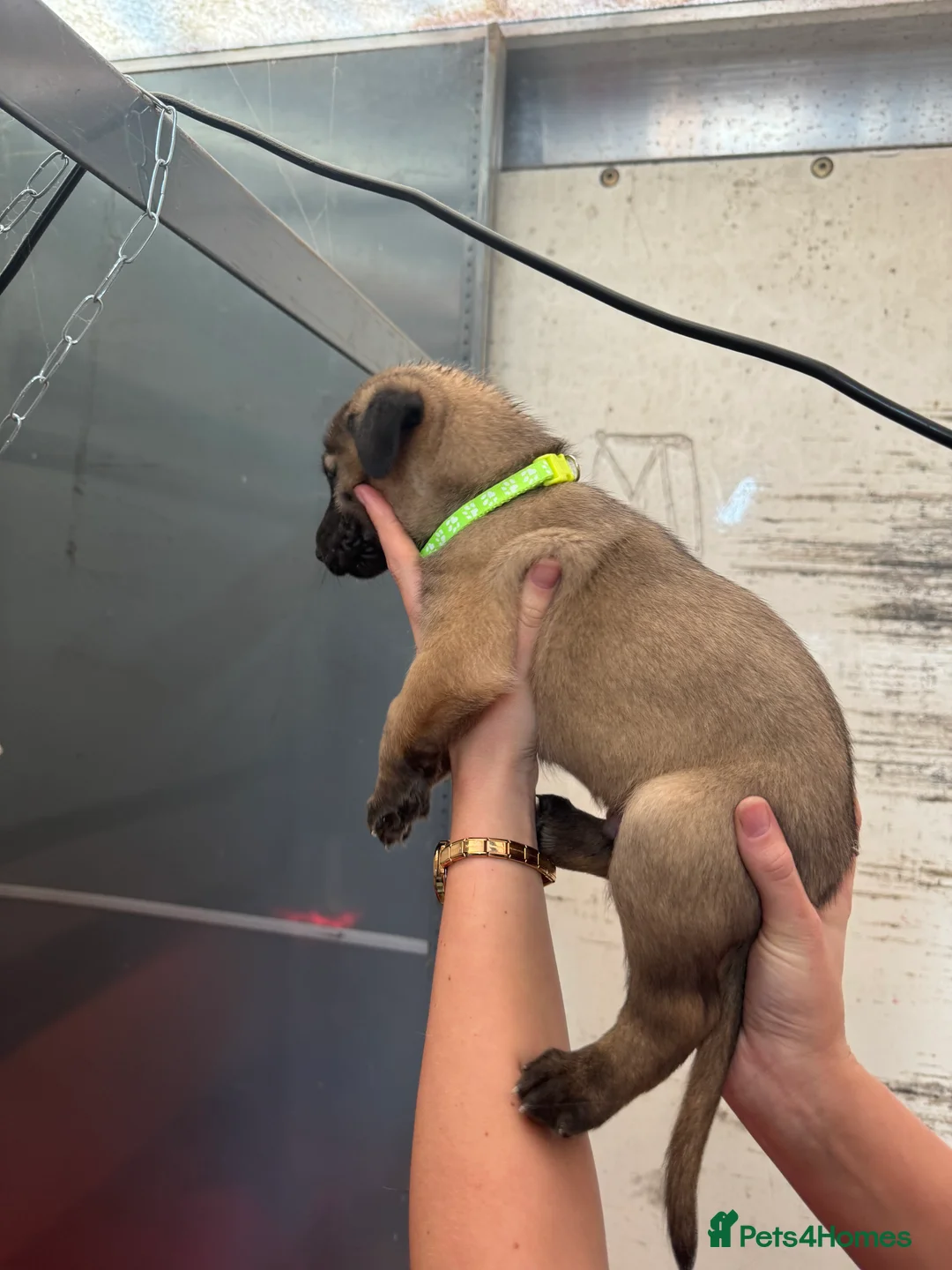 Belgian Shepherd Dog dogs for sale: Gorgeous Belgian Malinois Puppies - Advert 22