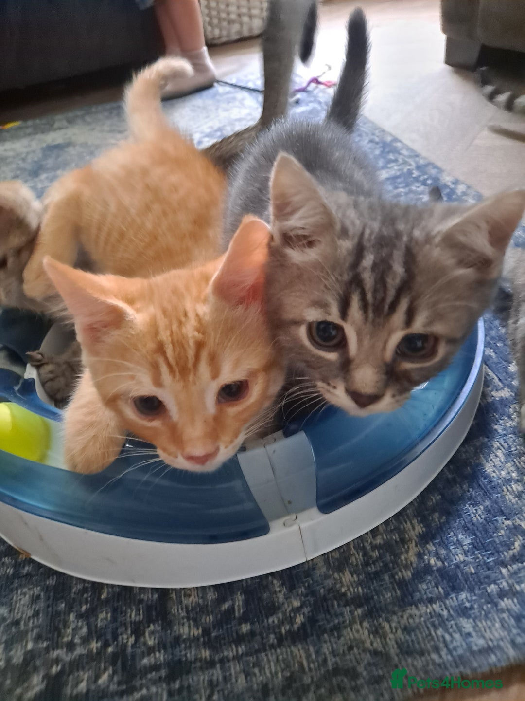 Bengal cats for sale: Bengal x ragdoll kittens - Image 10
