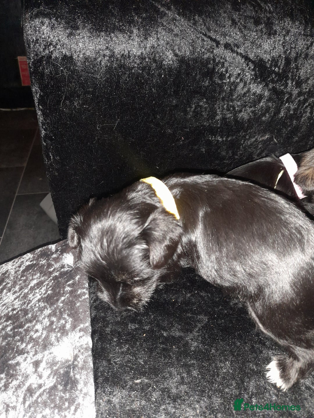 Mixed Breed dogs for sale: Snorkie pups - Advert 21