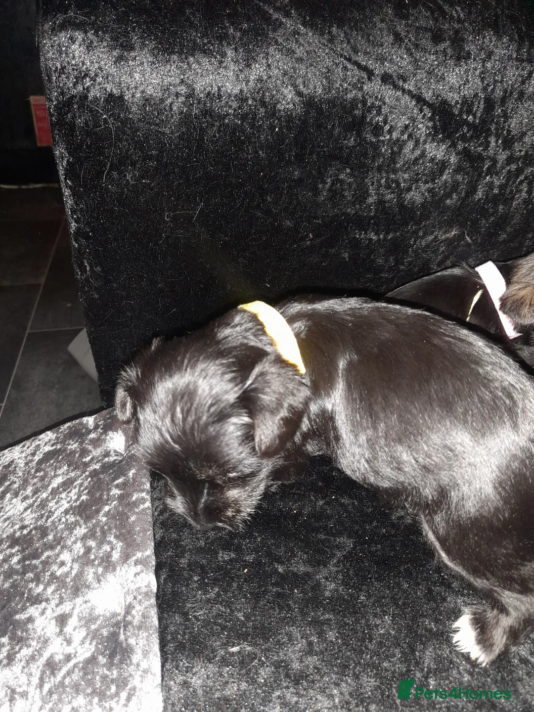 Mixed Breed dogs for sale: Snorkie pups - Advert 21