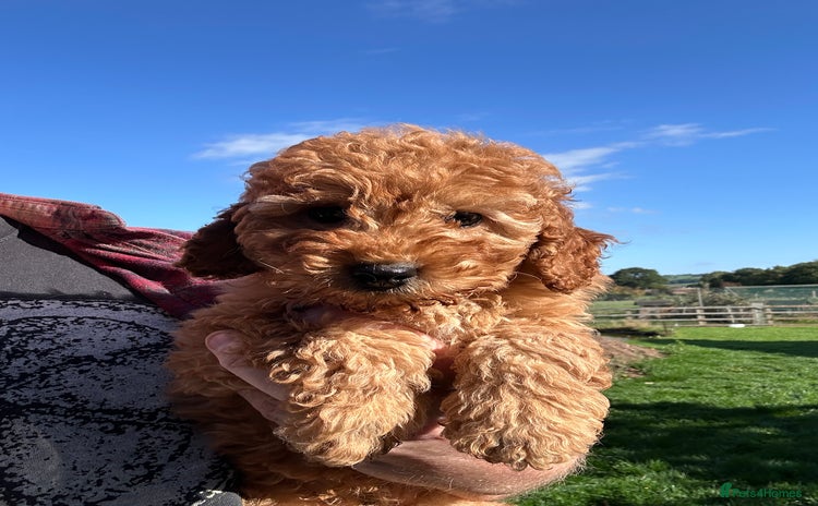 Miniature Poodle dogs - Advert 1