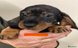 Dachshund dogs for sale: Outstanding Pedigree Litter-Health Tested Parents - Advert 7