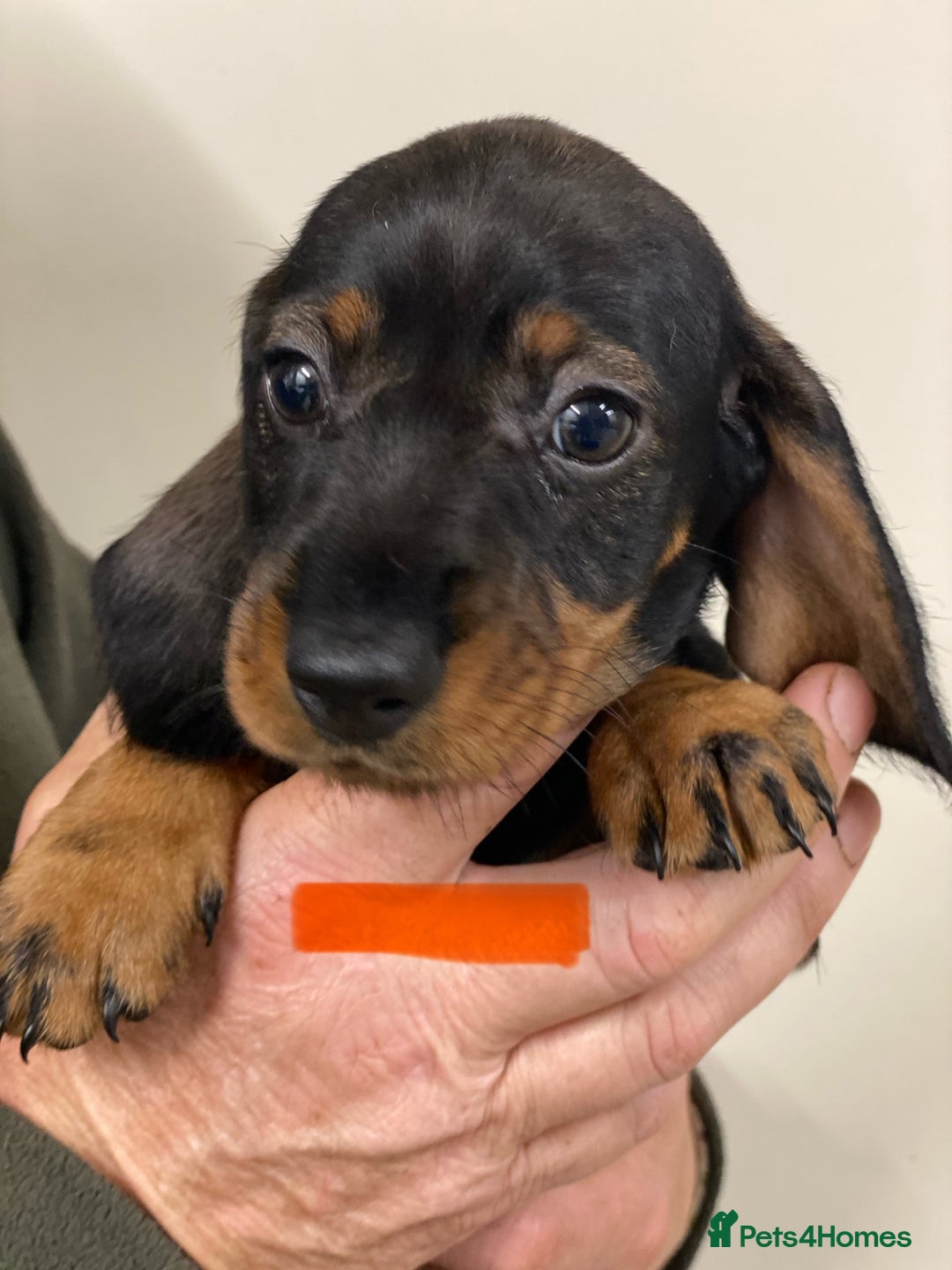 Dachshund dogs for sale: Outstanding Pedigree Litter-Health Tested Parents - Advert 7
