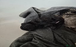 French Bulldog dogs for sale: 3 female french bulldogs - Advert 11