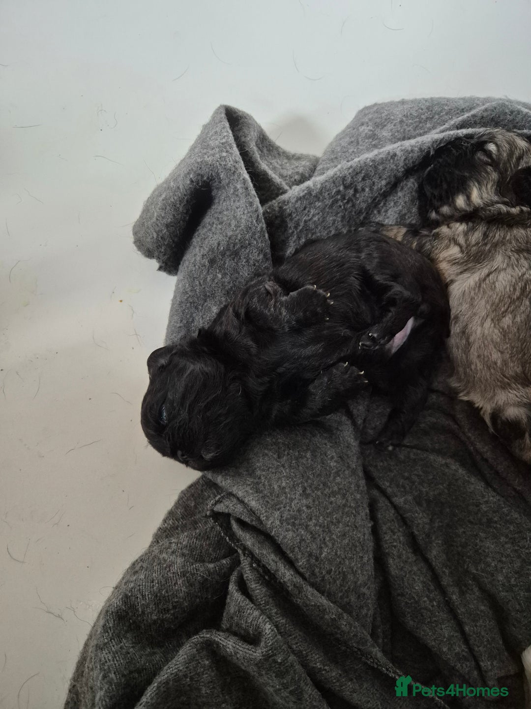 French Bulldog dogs for sale: 3 female french bulldogs - Advert 11