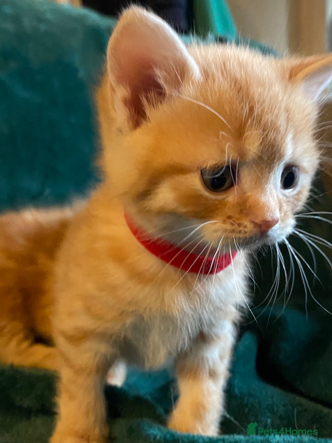 Scottish Fold cats for sale: Scottish Straight Ginger Kittens  - Advert 7