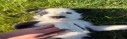 Border Collie dogs for sale: Beautiful border collie pup for sale  - Advert 2