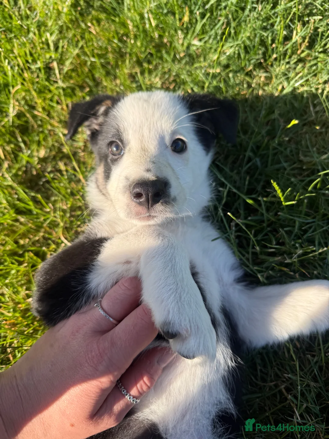 Border Collie dogs for sale: Beautiful border collie pup for sale  - Advert 2