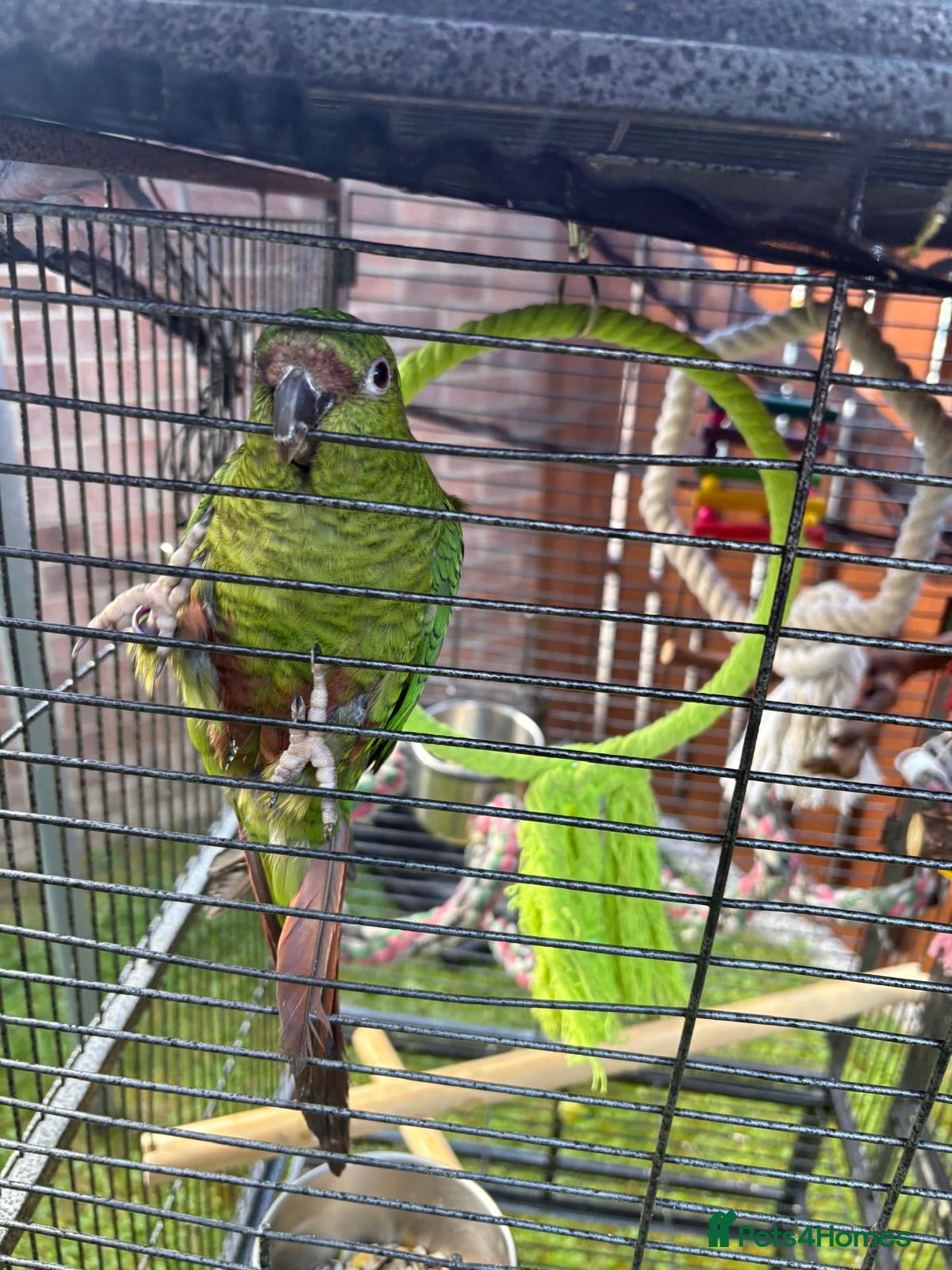 Parrots birds Green Cheek Conure Parrot Needs Home Today - Advert 3