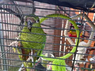 Parrots birds Green Cheek Conure Parrot Needs Home Today - Advert 2