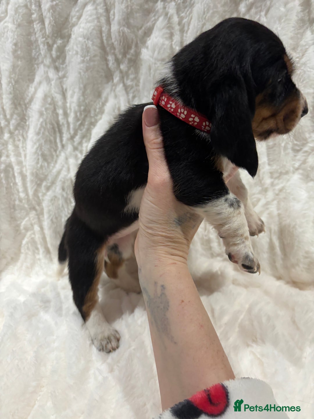 Basset Hound dogs for sale: Bassett hound puppies  - Advert 27