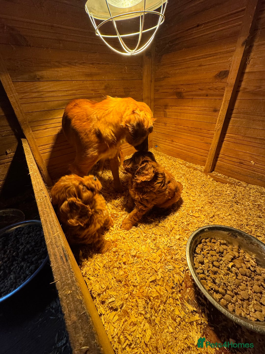 Cockapoo dogs for sale: Fox Red cockapoos for sale  - Advert 11