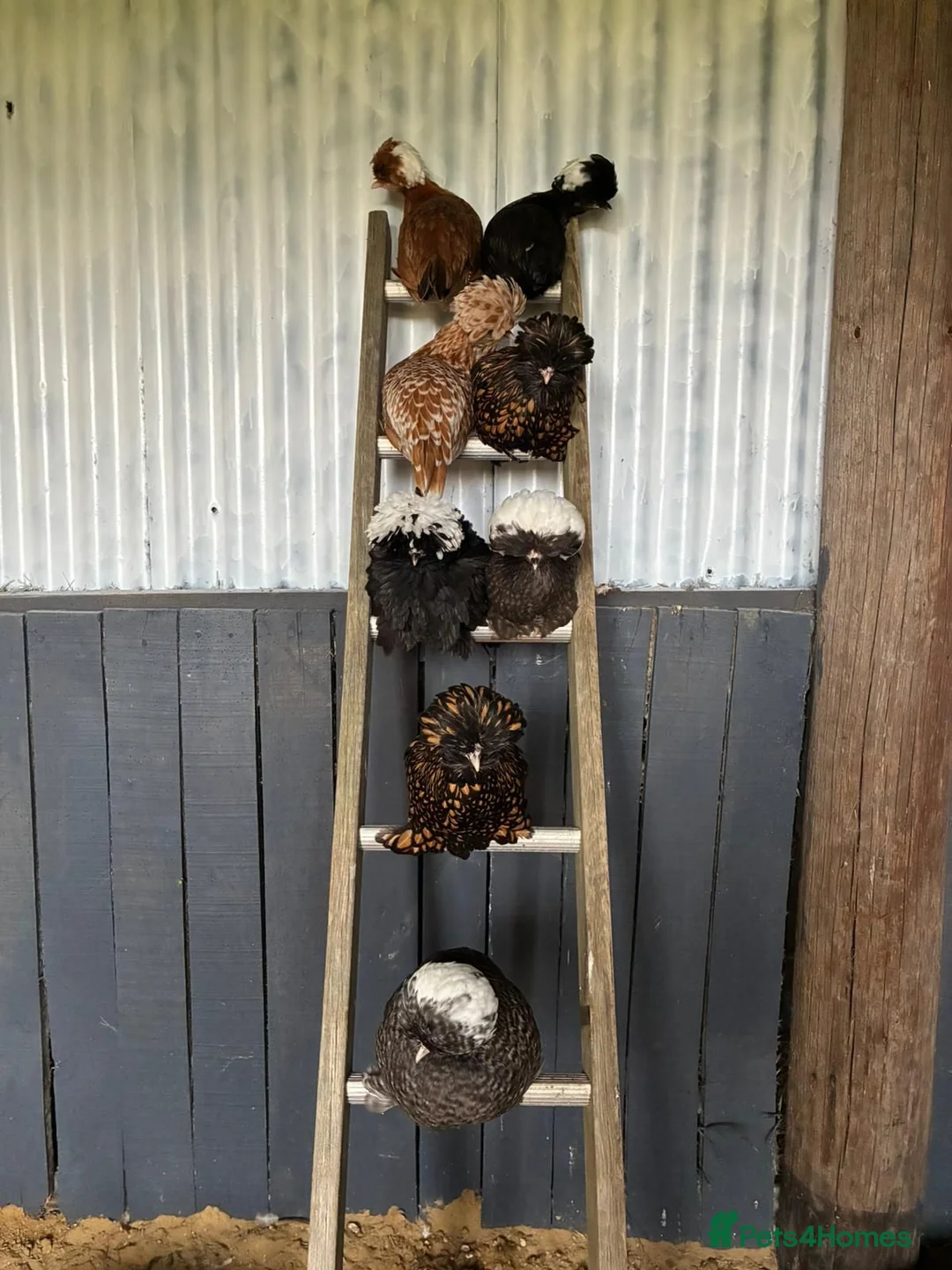 Chickens poultry for sale: 6 x Fresh Bantam Polish Hatching Eggs - Advert 5