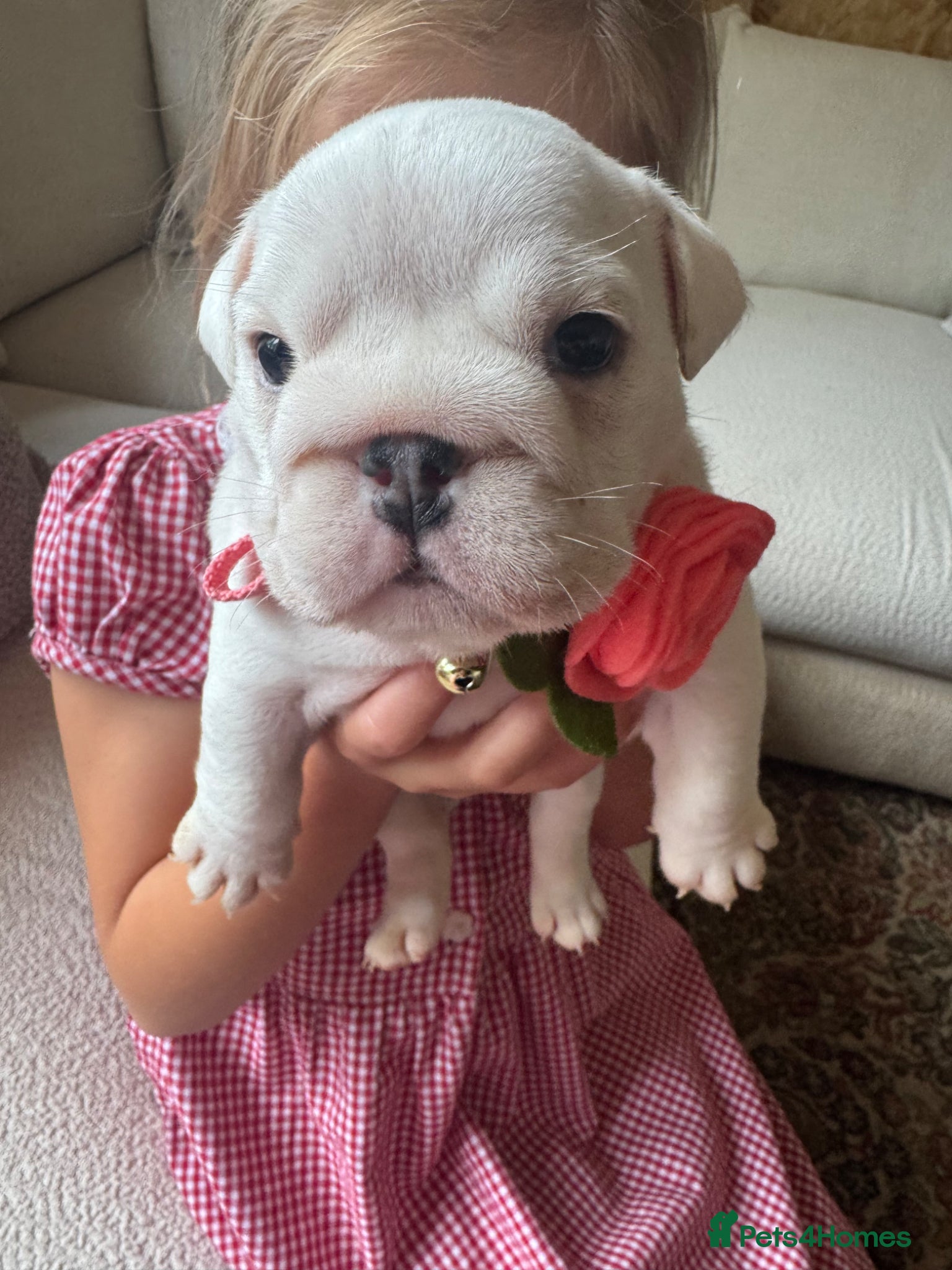 English Bulldog dogs Kc registered red & white puppies *5 females* - Advert 3