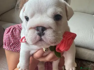English Bulldog dogs Kc registered red & white puppies *5 females* - Advert 3