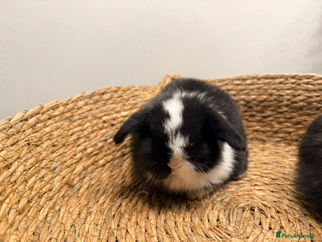 Mini Lion Lop rabbits for sale: Stunning Mini LionLops for Sale  - Advert 20