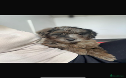 Mini Goldendoodle dogs for sale: 🐶Golden doodle puppies for sale ready to leave🐶 - Image 1