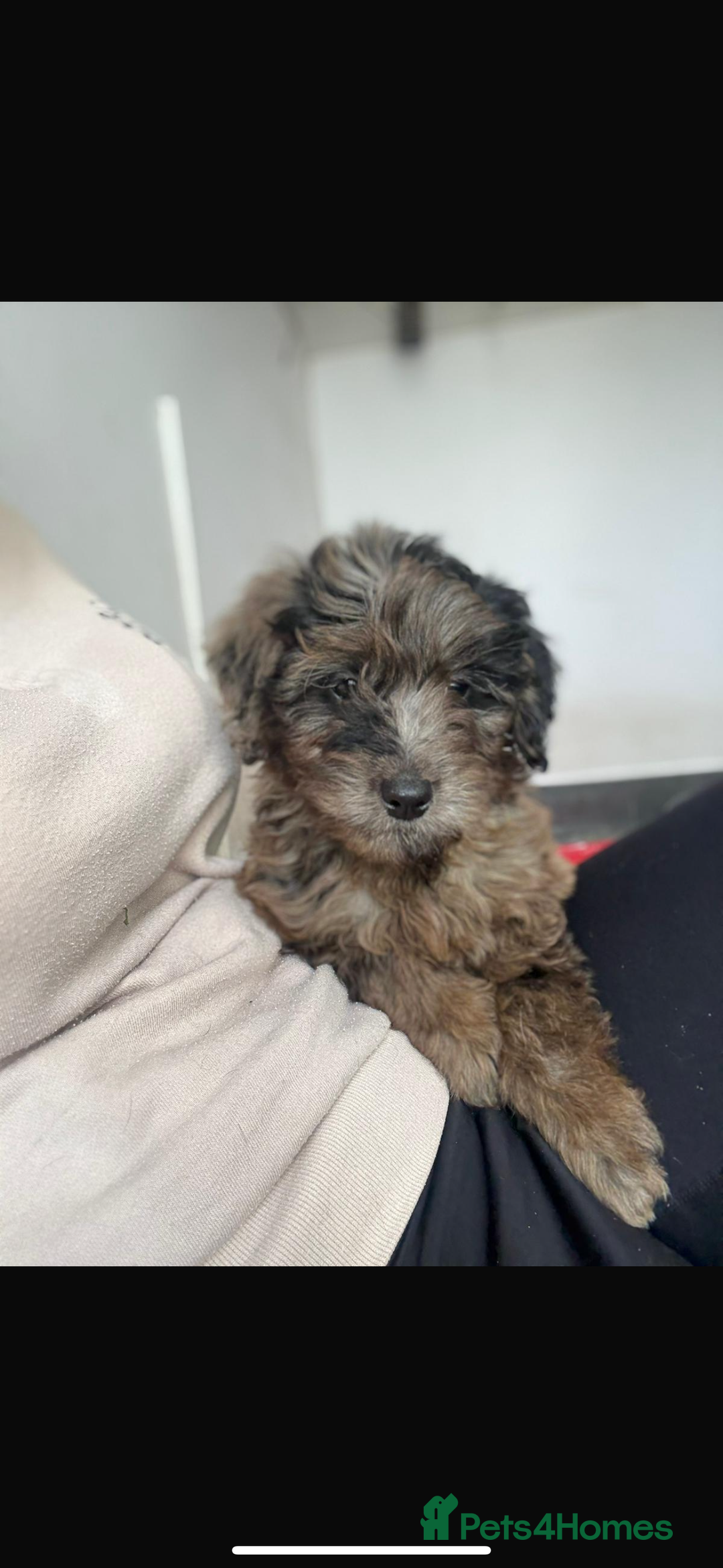 Mini Goldendoodle dogs for sale: 🐶Golden doodle puppies for sale ready to leave🐶 - Image 1