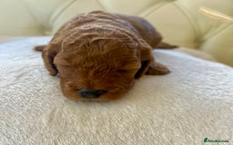 Cockapoo dogs for sale: 4⭐️Licensed F1b Cockapoos Exceptionally Bred - Image 23