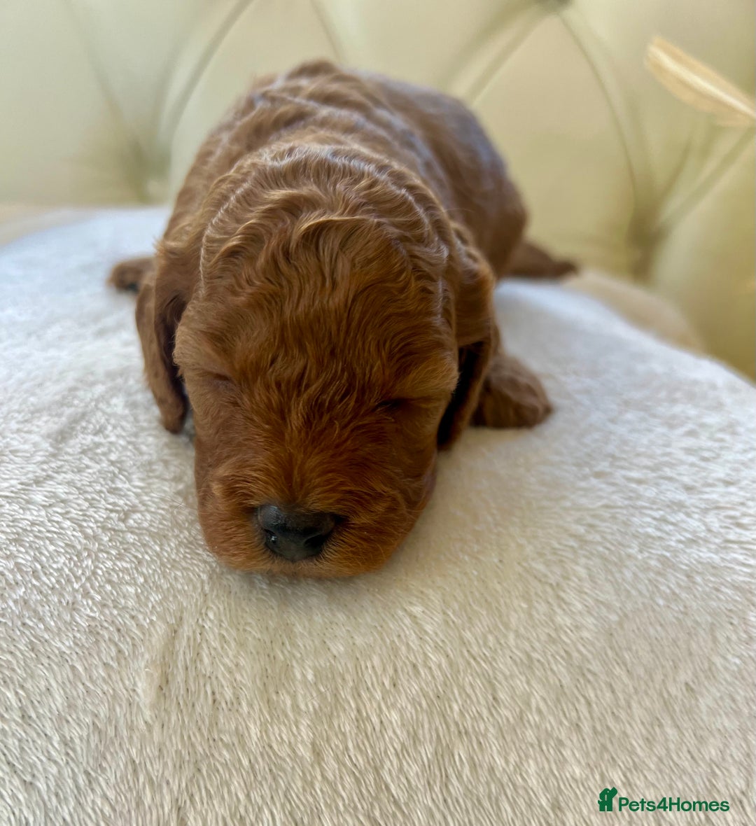 Cockapoo dogs for sale: 4⭐️Licensed F1b Cockapoos Exceptionally Bred - Image 23