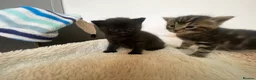 Mixed Breed cats for sale: Cute tabby & black kitttens - ready soon. in Watford - Advert 17