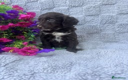 Cockapoo dogs for sale: F1 Showtype Cockapoo - Image 2