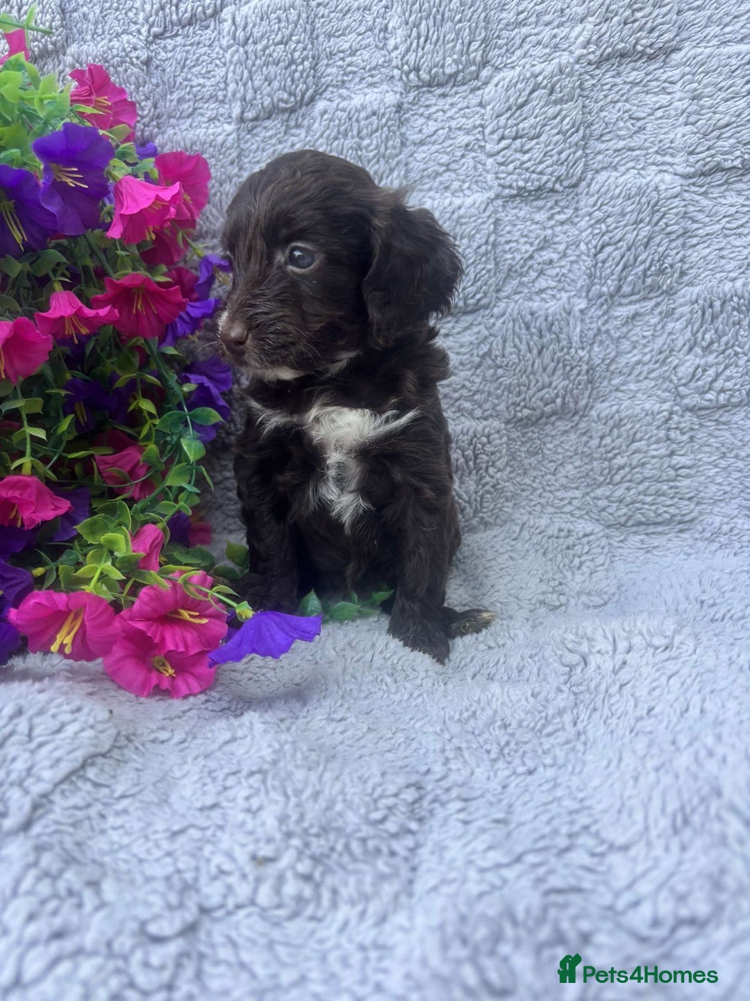 Cockapoo dogs for sale: F1 Showtype Cockapoo - Image 2