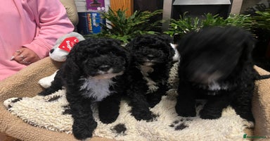 Cockapoo dogs - Advert 5