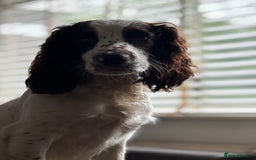 Cocker Spaniel dogs for sale: 2 beautiful boy cocker spaniels puppies - Image 3
